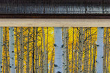 Golden Birch Forest
