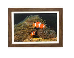Clownfish & Sea Anemone
