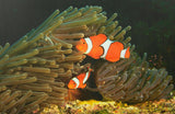 Clownfish & Sea Anemone